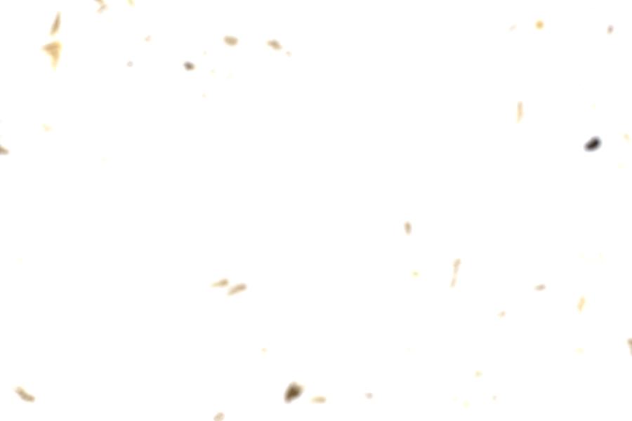 Image 89